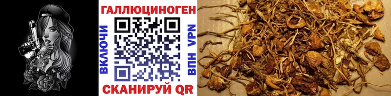 Галлюциногенные грибы Psilocybine cubensis купить сайты Грайворон